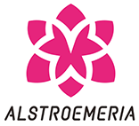 alstroemeria